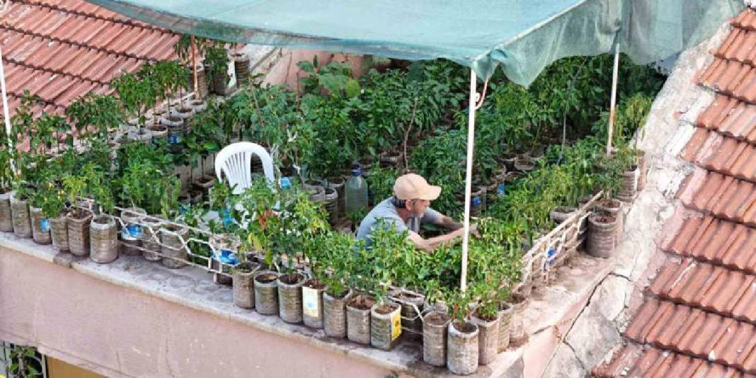 18 metrekarede mucize yarattı! Şehrin göbeğinde tarım: Terasını tam 200 fide süslüyor 1